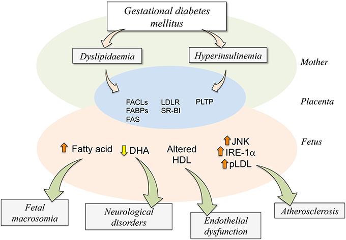 EPIDEMIOLOGICAL OBSERVATIONS Gestational diabetes mellitus (GDM) is the most common form of diabetes in pregnancies Maternal glucose status is linked to higher risk for perinatal mortality [1] and
