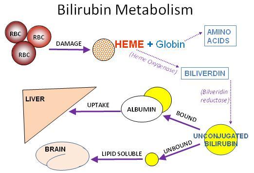 4. After bilirubin is released from reticuloendothelial cells, it travels in the blood, bound to albumin.