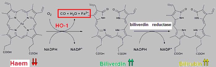 1.Bilirubin-forming molecules (i.e. haem) are taken up by reticuloendothelial cells. 1. Bilirubin-forming molecules (i.e. haem) are taken up by reticuloendothelial cells. 2.
