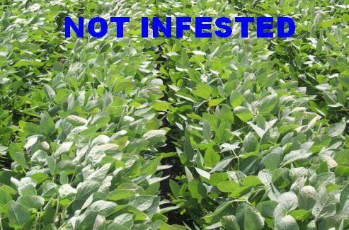 Signs of SCN Infestation Signs of SCN Infestation Up to 30% loss in healthy fields Yield maps unexplained