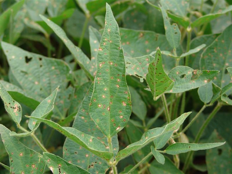 Frogeye Leaf Spot Cercospora sojina Sexual and asexual