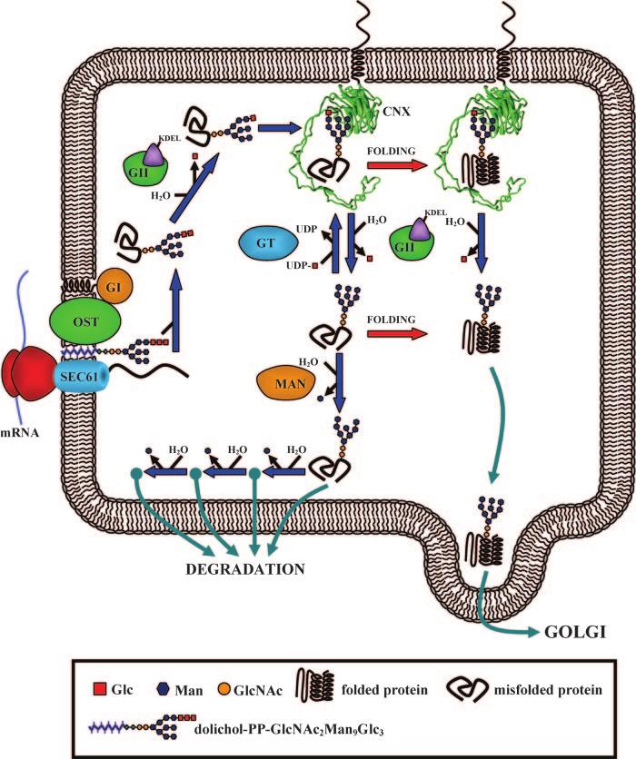 FIGURE 1. Model proposed for the quality control of glycoprotein folding. Proteins entering the ER are N-glycosylated by the oligosaccharyltransferase (OST) as they emerge from the translocon.