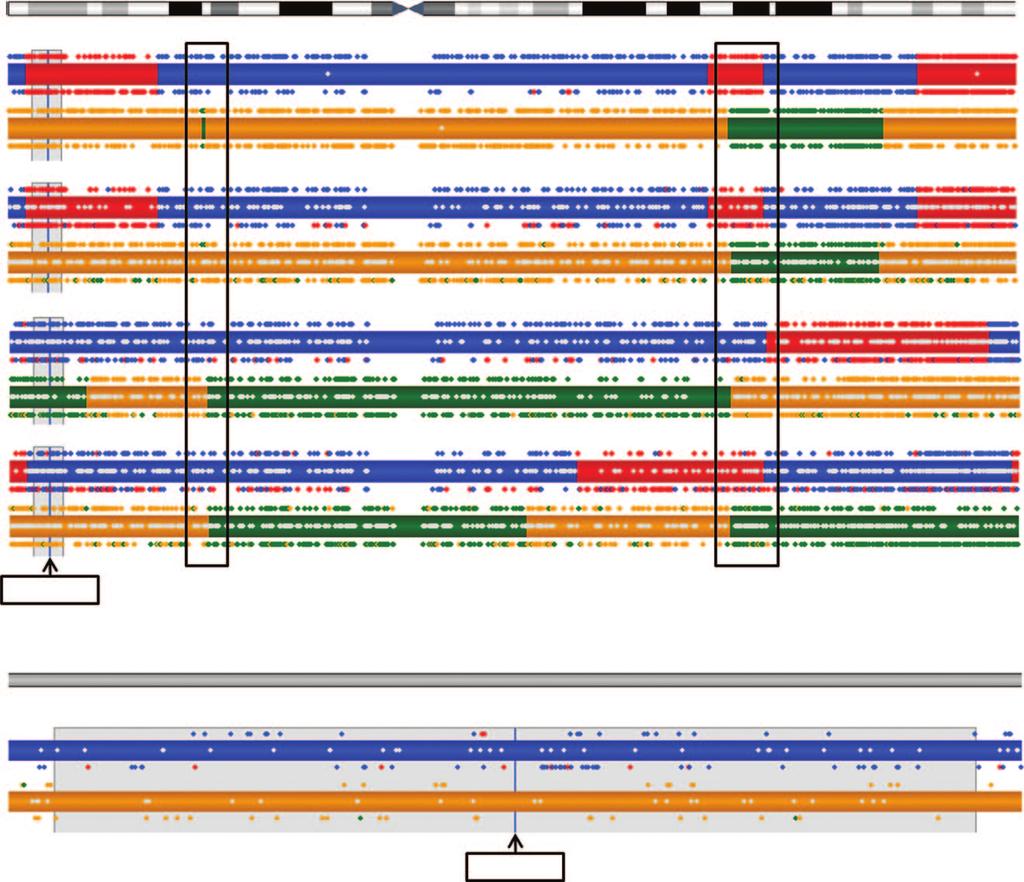 Paternal haplotypes are represented in blue/red, and maternal haplotypes are represented in orange/green. Haplotypes inherited by the reference are shown in blue/orange.