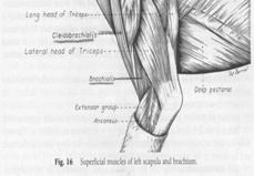 incision along the cranial edge of the spine of the