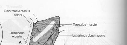 musc and the cervical part of the trapezius musc