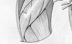 rhomboideus muscle from its attachment on the dorsal