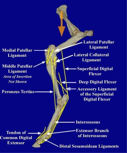 2. The second element, the reciprocal mechanism, ensures that the stifle and hock joints will move in unison, and the leg will move in a smooth, coordinated manner.