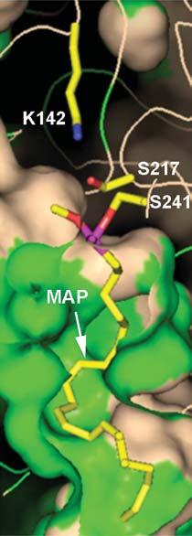 STRUCTURE AND FUNCTION OF FAAH 423 Figure 6 The Ser-Ser-Lys catalytic triad of FAAH (S241-S217-K142) is shown with MAP inhibitor bound in the hydrophobic acyl chain-binding channel.