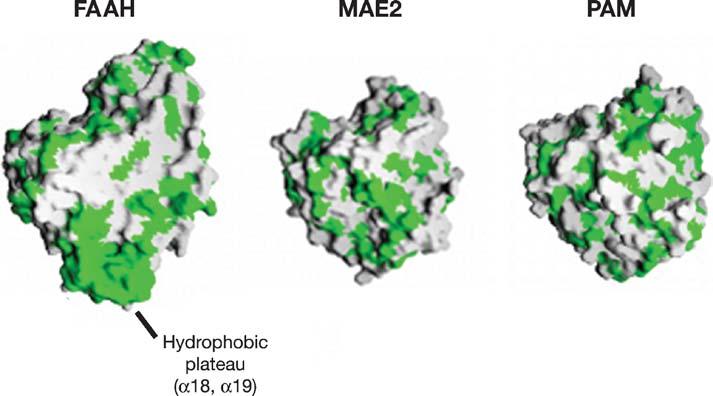 STRUCTURE AND FUNCTION OF FAAH 419 parallel and antiparallel alignment of the FAAH and MAE2 active sites, respectively.
