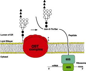 Oligosaccharyltransferase complex (OST) in the ER membrane transfers the dolichol N-glycan precursor to asparagine residues on nascently translated proteins Target sequon for N-glycosylation