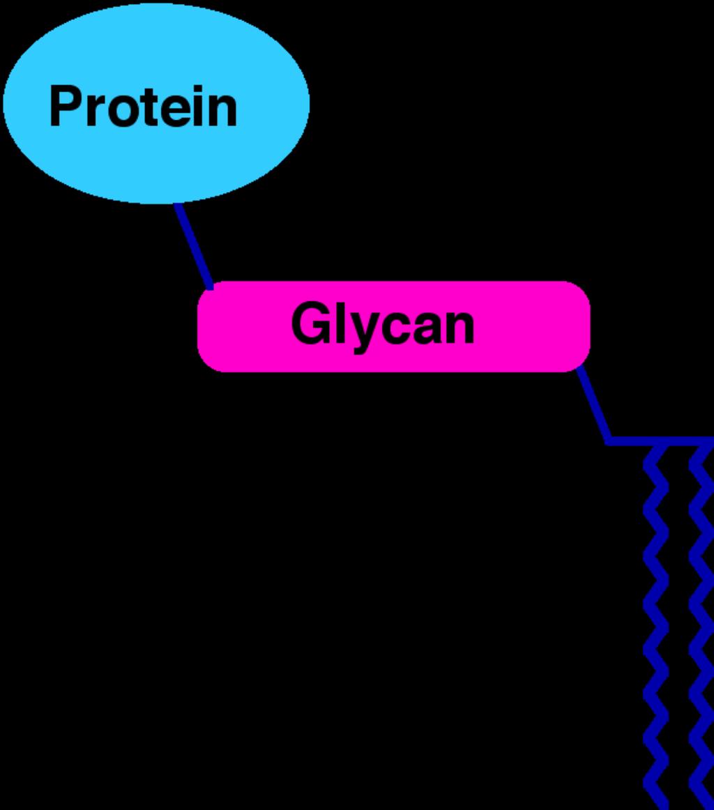 Basic Glycosylphosphatidylinositol