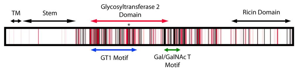 Polypeptide GalNAc Transferases Regions in white, pink, red, and black represent, respectively, 0 29%, 30 69%, 70 99%, and 100% sequence identity (Hagen et al.
