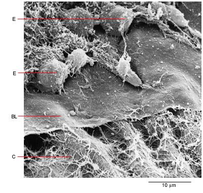 Extracellular Matrices Epithelial cells produce basement membranes