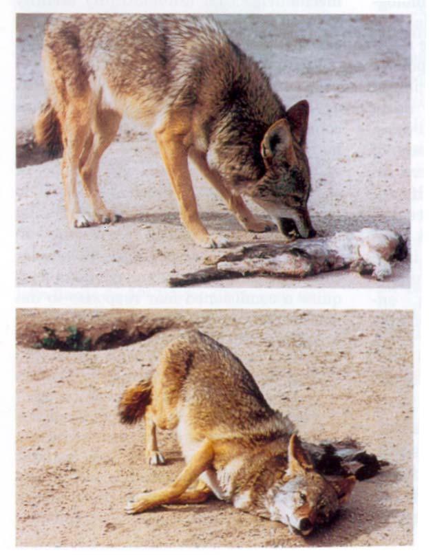 Classical Conditioning: One Trial Learning & Taste aversions Lithium and coyotes Identify the 1. unconditioned stimulus (UCS), 2. unconditioned response (UCR), 3. neutral stimulus, 4.