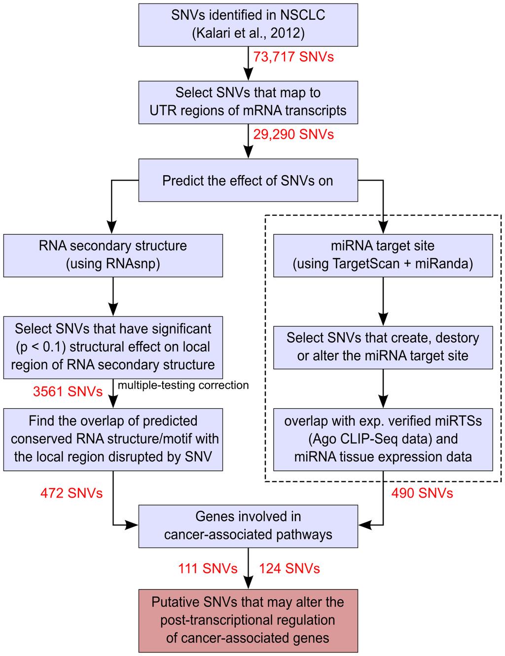 Figure 1. Pipeline for the analysis of effect of SNVs on UTRs of mrna. doi:10.1371/journal.pone.0082699.