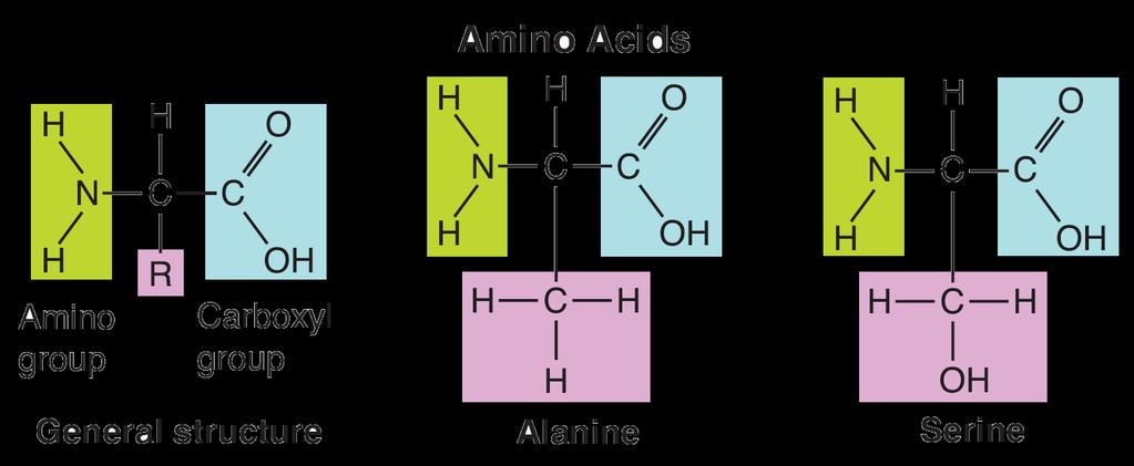 Proteins Amino acids are compounds with an amino group (-NH 2 )