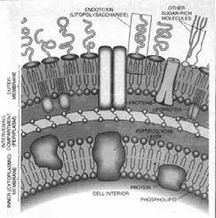 P.aeruginosa LPS Peptidoglycan Cytoplasmic membrane Opportunistic pathogen