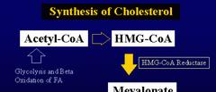 Regulation of Cholesterol Synthesis By Feed-Back
