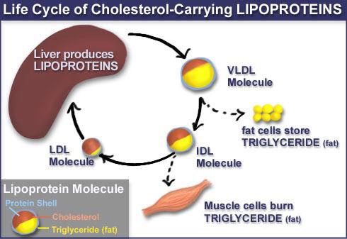 Lipoprotein lipase cont. As triglycerides are removed from the VLDL, the VLDL gets smaller and becomes enriched with a higher percentage of its composition as cholesterol.