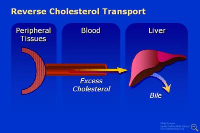The Fate of Unused LDL The regulated receptors on the liver will help return some of the cholesterol to the liver from unused LDL.