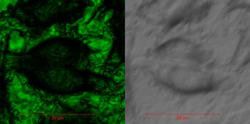 The cell thickness was determined by using confocal scanning microscope Zeiss LSM-710-8 10 µm (figure 1). Figure 1.