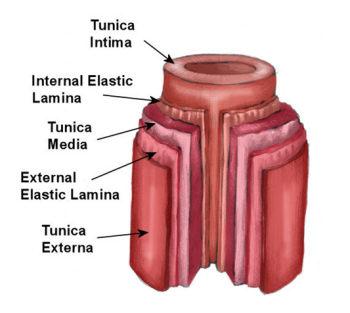 Carry oxygenated blood Innermost layer = tunica intima Middle layer = tunica media Outermost layer = tunica externa Arteries Veins Similar to arteries Thinner walls Lack pumping pressure Dilated by