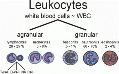 Red Blood Cells Carry oxygen Relatively small When mature they lack a nucleus and other organelles Bulk of the RBC is taken up by the conjugated protein hemoglobin