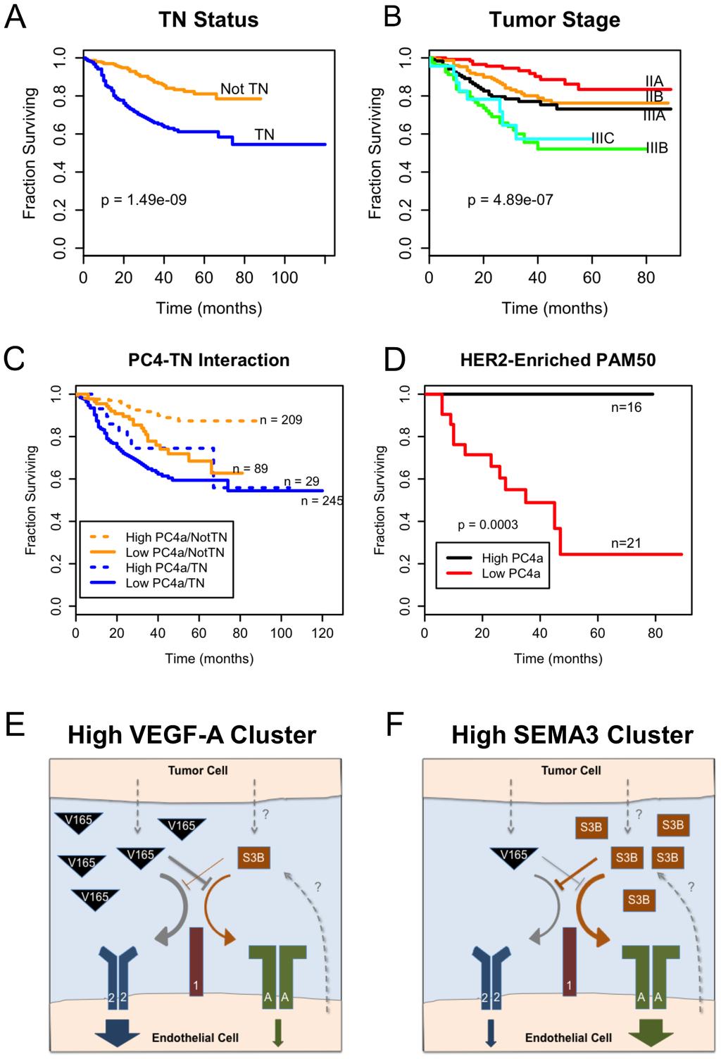 Figure 7. Angiogenesis gene expression subgroups correlate with survival. A D, Survival curves for tumor samples that had available survival data. A log-rank test was used to determine p-values.