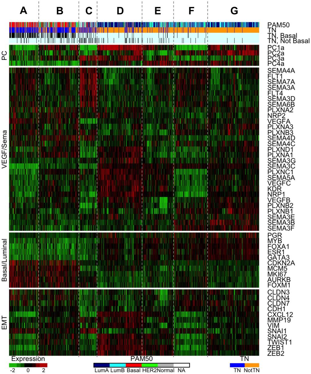 Figure 4. Heatmap of the 7 VEGF/Sema-based tumor clusters. Samples are ordered across the columns by cluster membership as determined by consensus K-means clustering.