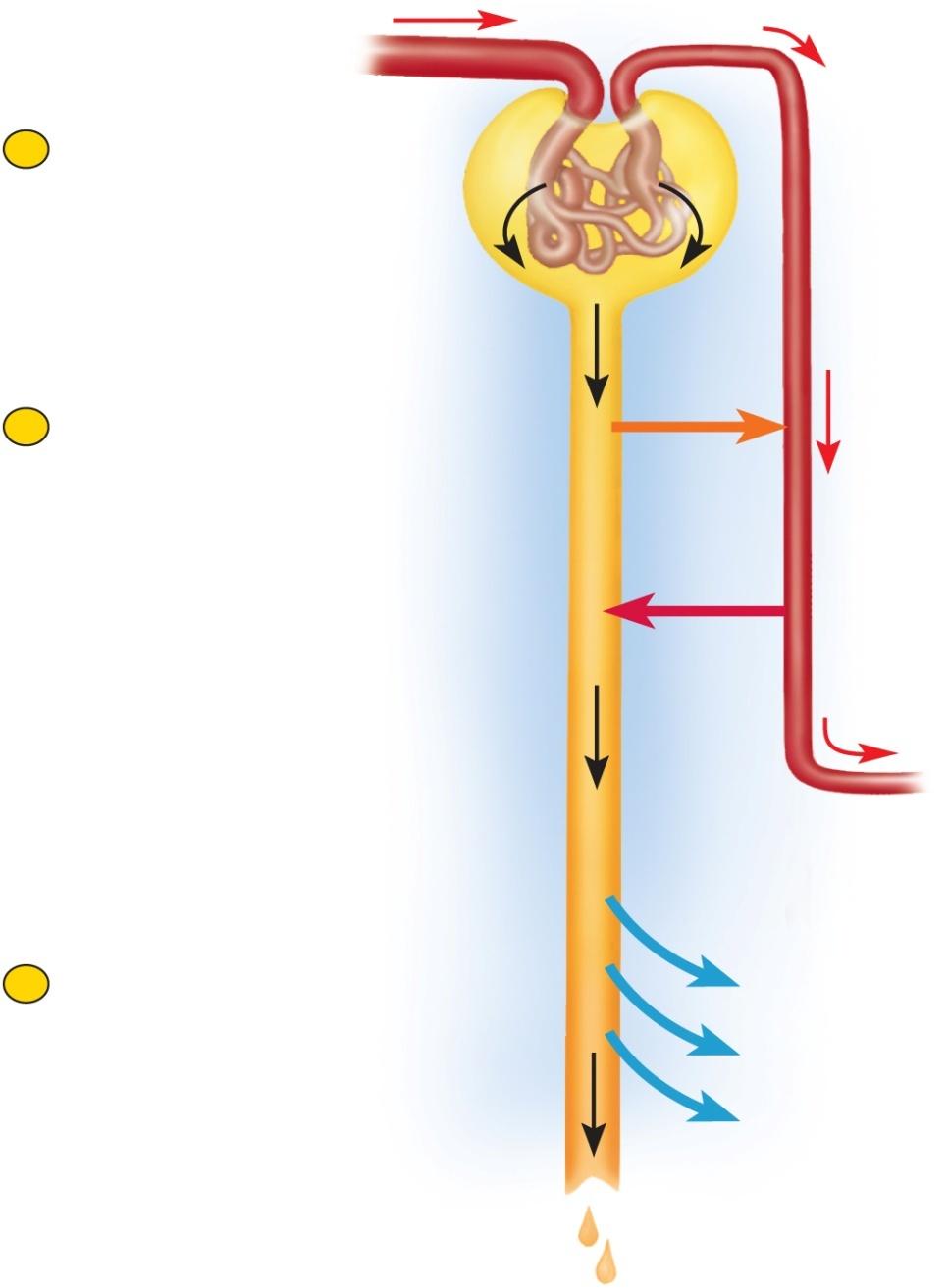 Overview of Urine Formation 1 2 3 Glomerular filtration Creates a plasmalike filtrate of the blood Tubular reabsorption Removes useful solutes from the filtrate, returns them to the blood and Tubular