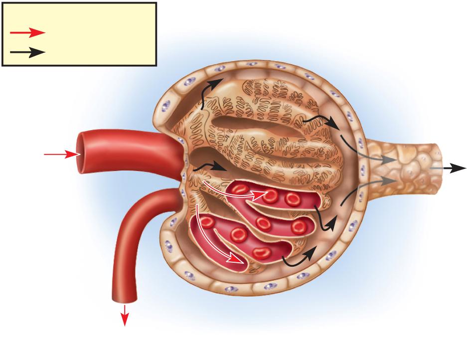 Renal Corpuscle Key Afferent arteriole Flow of blood Flow of filtrate Glomerular capsule: Parietal layer Capsular space Podocytes of visceral layer Glomerulus Blood flow Efferent arteriole Blood flow