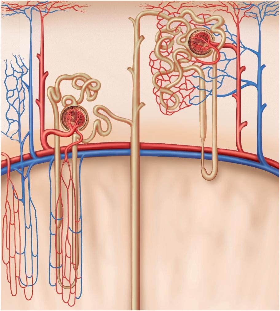 Cortical and Juxtamedullary Nephrons C o r t e x Copyright The McGraw-Hill Companies, Inc. Permission required for reproduction or display.