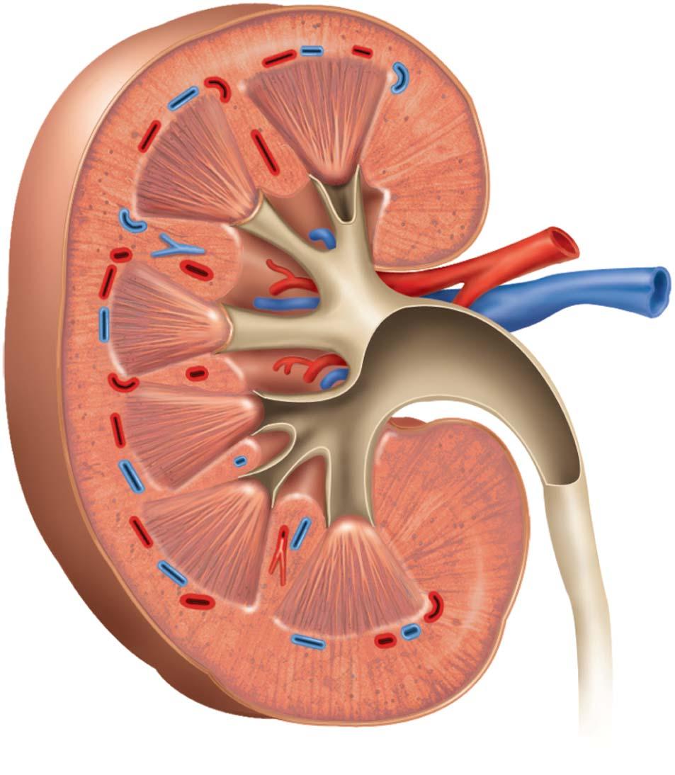 Anatomy of Kidney Fibrous capsule Renal cortex Renal medulla Renal papilla Renal sinus
