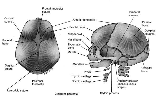 Neurocranium Membranous neurocranium cranial vault = calvaria