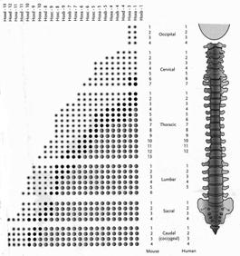 Hox Genes Ribs / Sternum Regional characteristics of vertebrae are specified by unique combinatorial expression