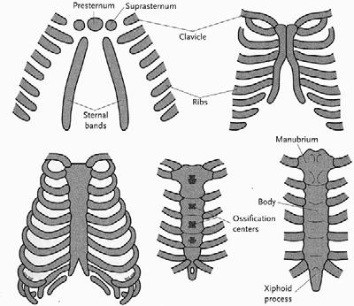 caudal segment shifts Sclerotome cells in the body wall form the costal processes that form the ribs The