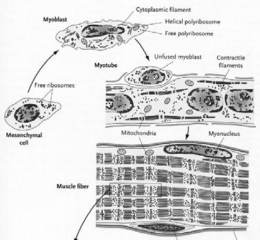 Region-Specific myoblast behavior Limb Region myoblast migration into limb primordia, Differentiation is delayed Thoracic Region myotubes form at the somite then invade the body wall