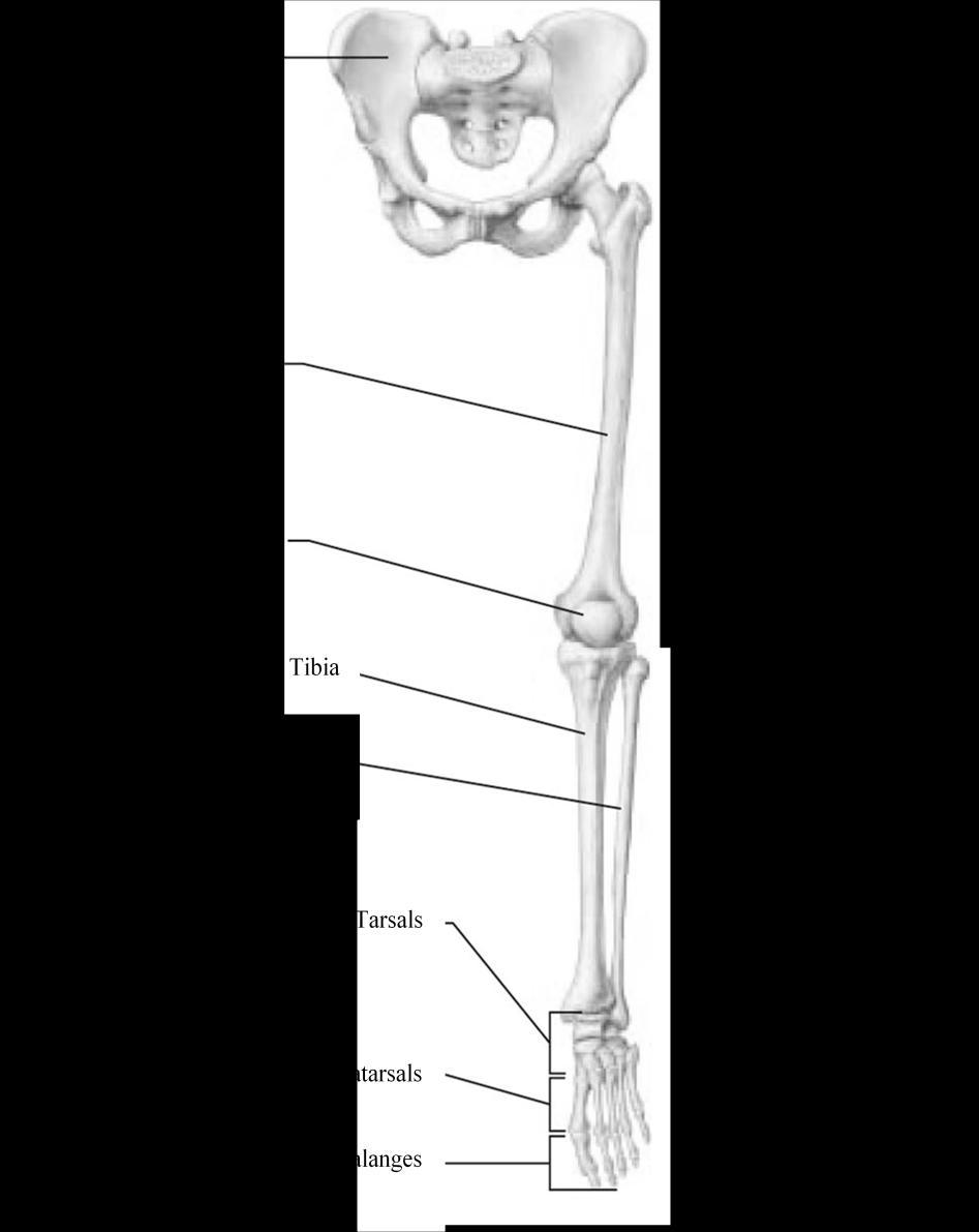 BONES OF THE APPENDICULAR SKELETON The appendicular skeleton is composed of the 126 bones of the appendages and the pectoral and pelvic girdles, which attach the limbs to the axial skeleton.