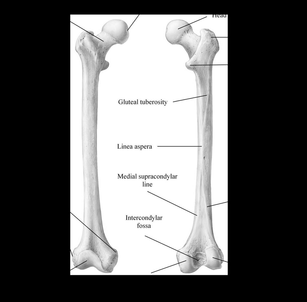 Thigh (Marieb / Hoehn Chapter 7; Pg. 238) The thigh consists of a single bone, the femur (Figure 9).