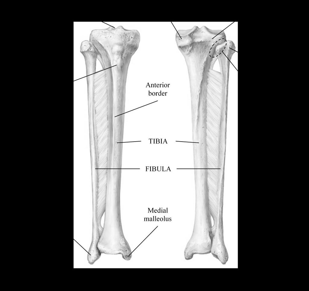 Leg (Marieb / Hoehn Chapter 7; Pgs. 239 241) Two parallel bones, the tibia and the fibula, form the leg (Figure 11).