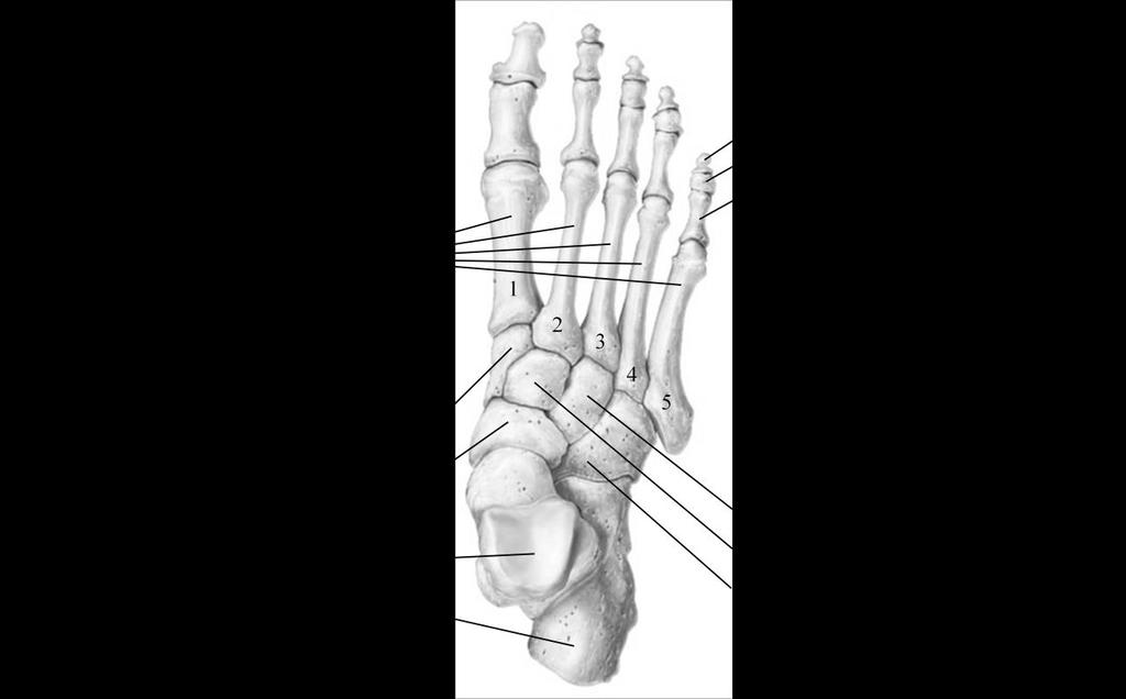 Foot (Marieb / Hoehn Chapter 7; Pgs. 241 243) The skeleton of the foot includes the bones of the tarsus (ankle); the bones of the metatarsus (sole), and the bones of the phalanges (toes) (Figure 12).