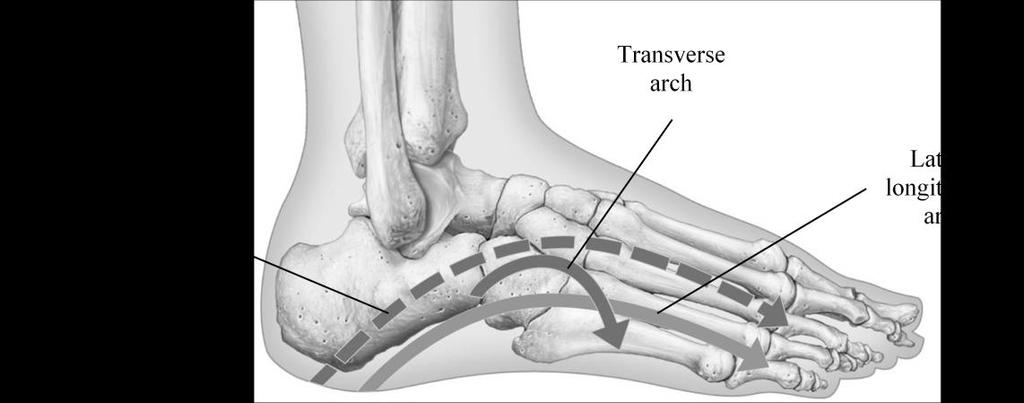 Arches of the Foot A segmented structure can hold up weight only if it is arched. The foot has three arches that allow for it to support the weight of the body.