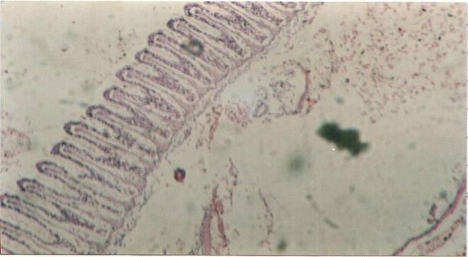 HISTOPATHOLOGY OF GILLS EXPOSED BY LEAD 63 Figure 1 A normal