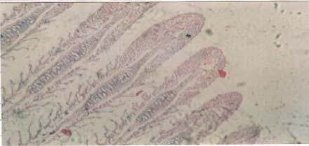 (H+E x20) Figure 3 T2 (week 1) Tips of primary lamellae are
