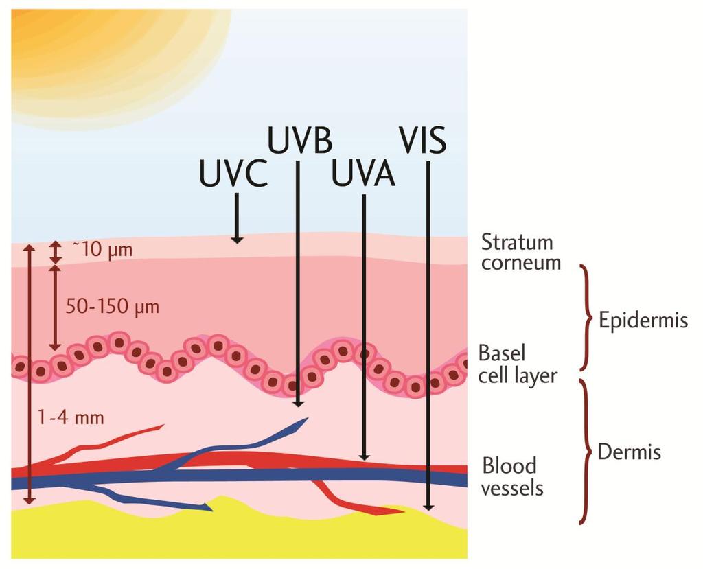 Skin Penetration of the Different Wavelengths Visible light penetrates