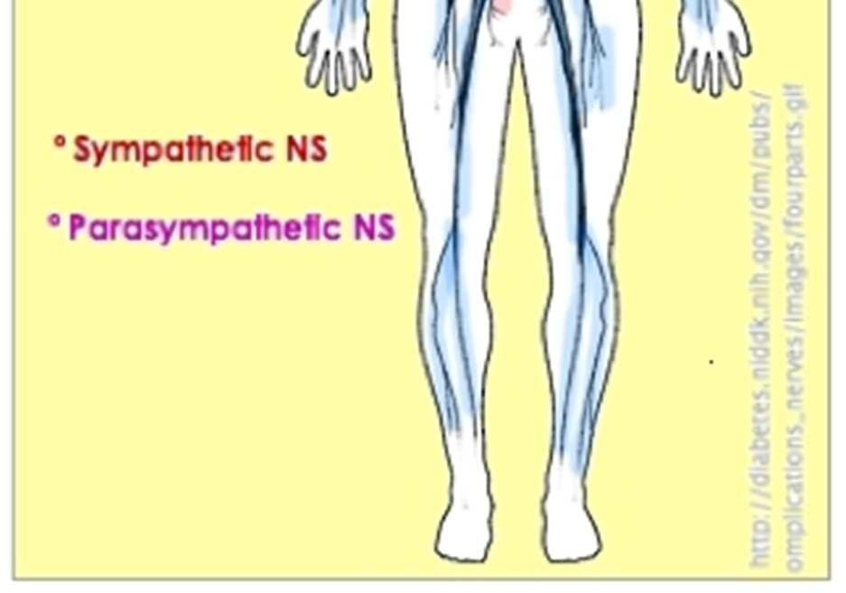 (1) Autonomic Nervous System-controls involuntary body functions (2)