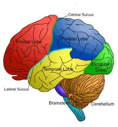 Central Nervous System Brain mass of nerve tissue protected by membranes & skull divided into six main parts (discussed below) Cerebrum largest and highest section of brain separated into lobes