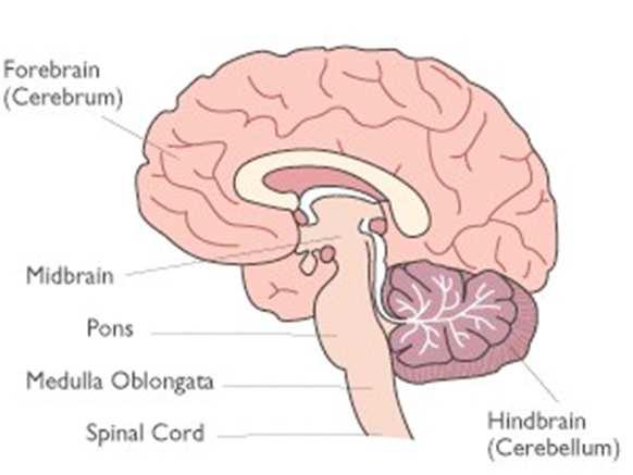 Brain Components Continued Diencephalon between cerebrum and midbrain regulates temperature, appetite, water balance, sleep, blood vessel constriction and dilation emotions: anger, fear, pleasure,