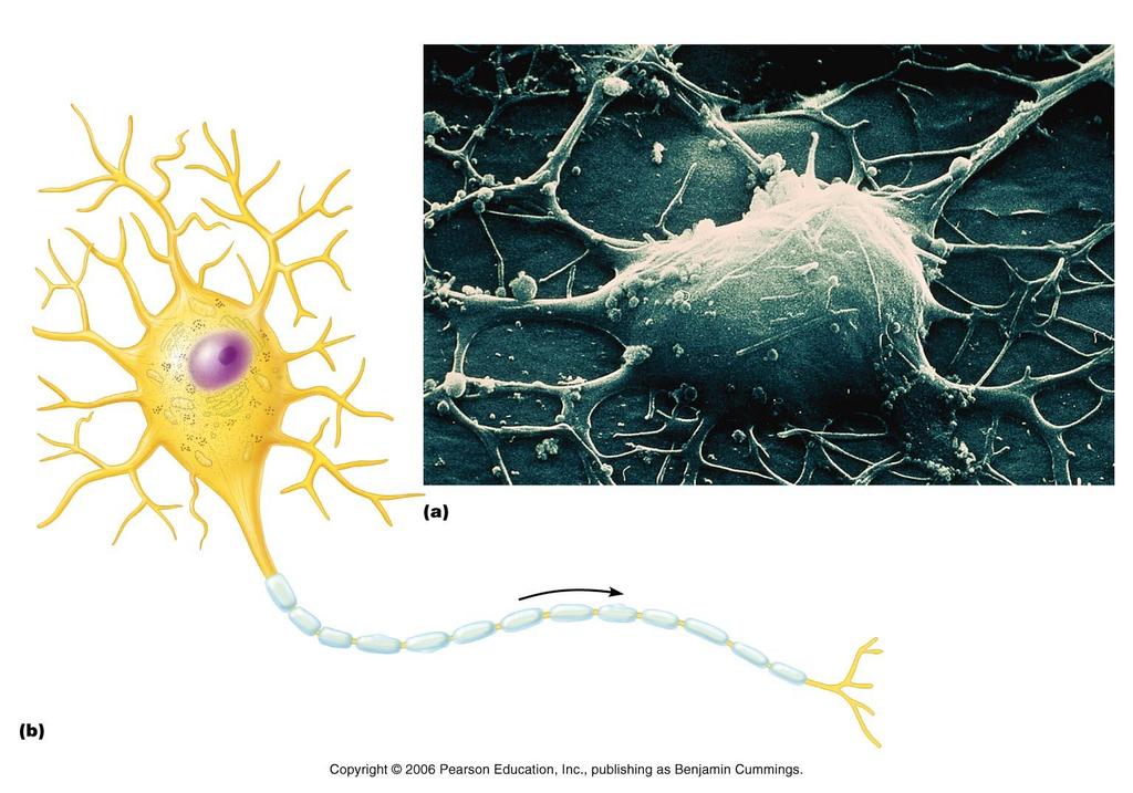 This myelin sheath insulates the axon against depolarization, and forces action potential to occur in the gaps (node of Ranvier) in between the myelin sheath.
