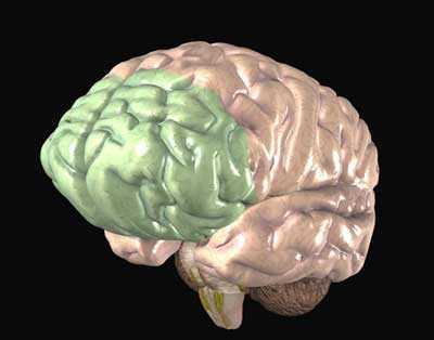 The Pre-Frontal Cortex Most commonly understood as the executive
